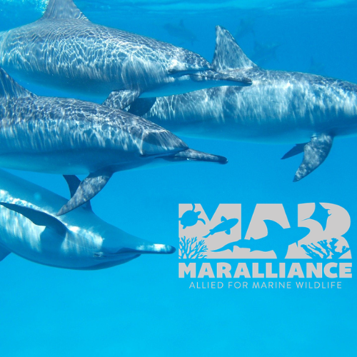 dolphin pod MarAlliance