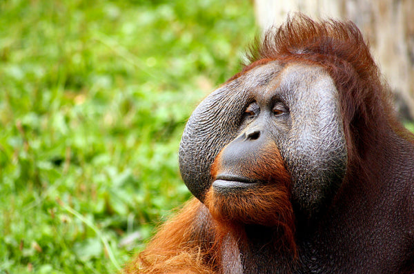 close up male orangutan