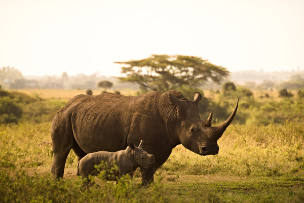 Rhino mother with her calf