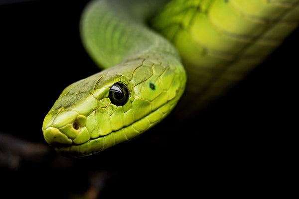 snake python close up