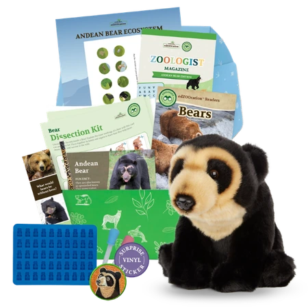 Andean Bear