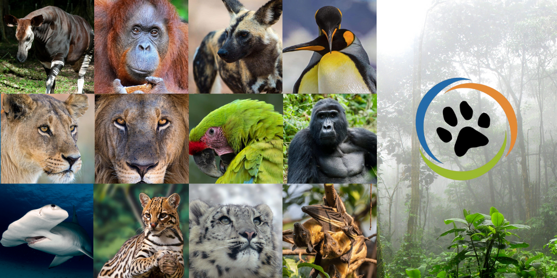 One Habitat at a Time: Supporting Wildlife Conservation Through Education