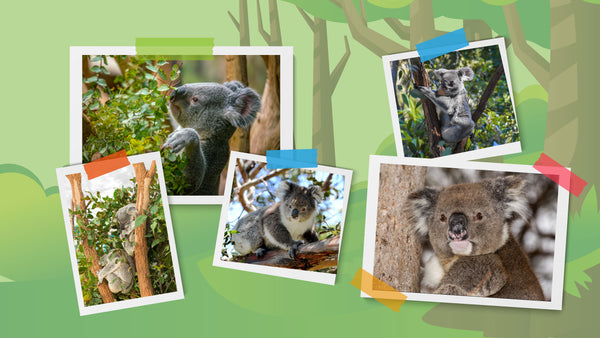 Discover the Wonderful World of Koalas: Fun Facts, Conservation, and Where to See Them