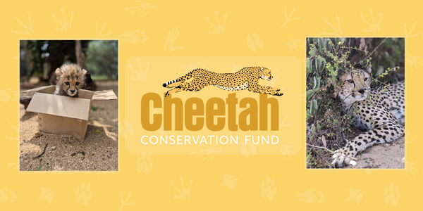 Change for the Cheetah’s Future: A 2025 Update from the Cheetah Conservation Fund