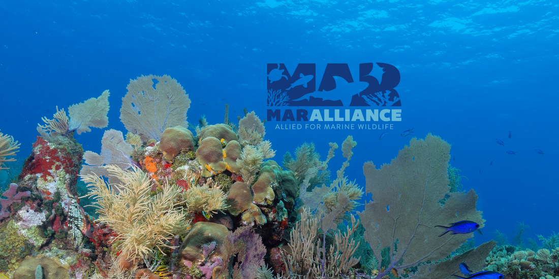 Guardians of the Reef: How MarAlliance Is Changing Marine Conservation from the Sea Floor Up