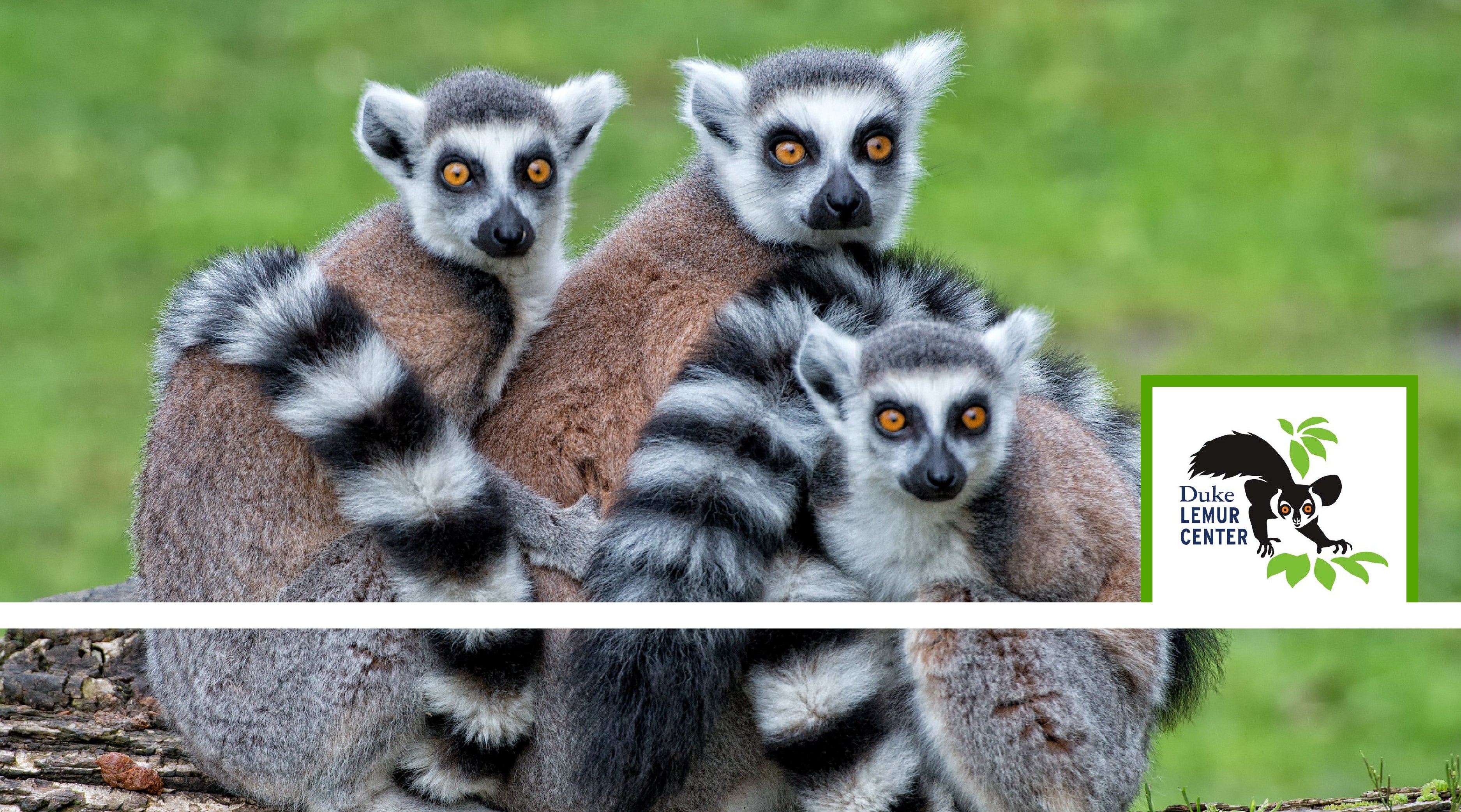 Spotlight on Conservation: The Duke Lemur Center and the Vital Role of Zoos in Breeding Endangered Species