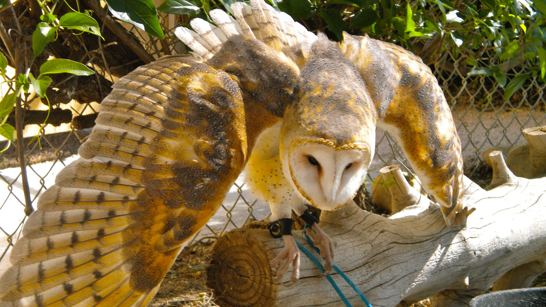 ### Alt Image Text  A majestic barn owl perched on a tree branch with its wings spread wide, showcasing its beautiful feather pattern. The owl is set against a backdrop of lush greenery and a wire fence.