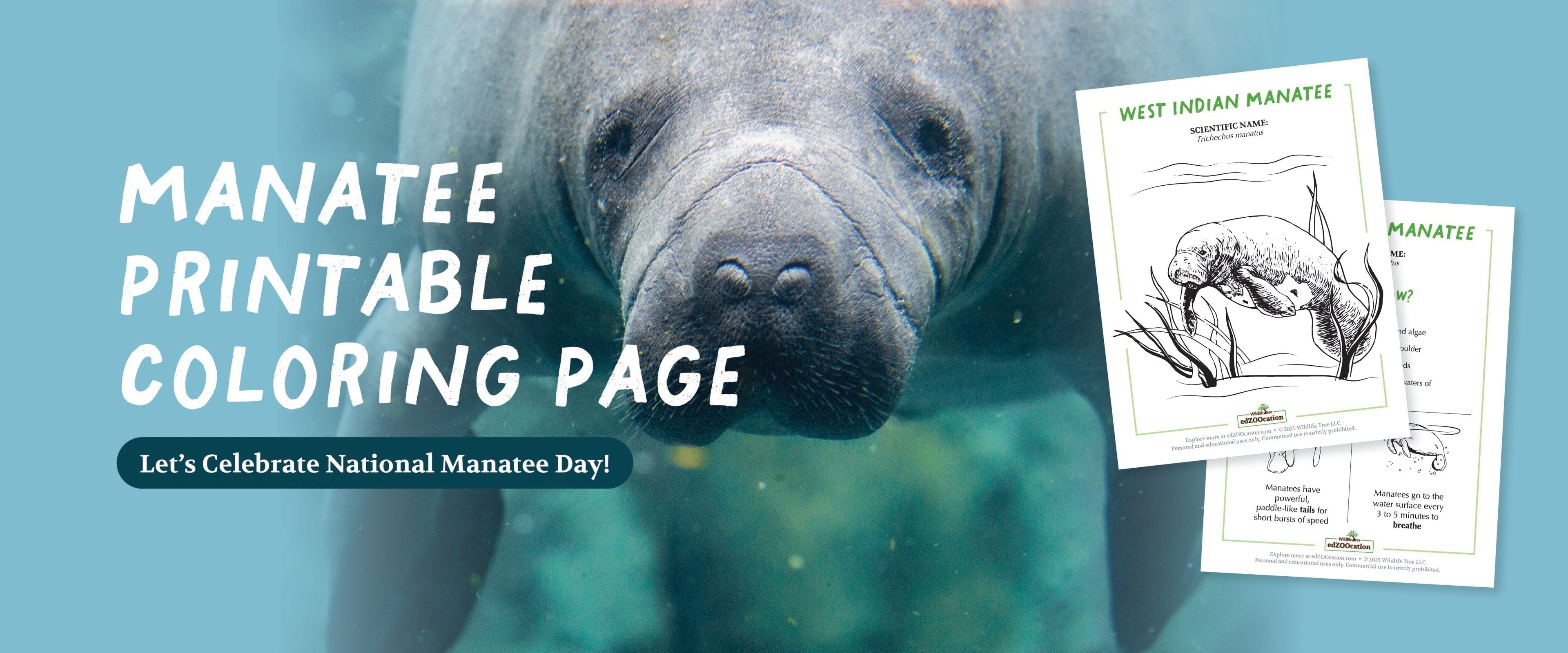 Celebrate National Manatee Day with a Fun Printable!