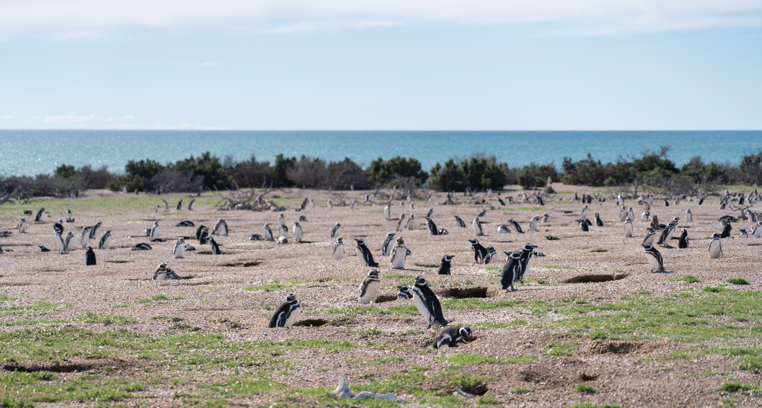 Protecting Penguins Worldwide: The Work of the Global Penguin Society