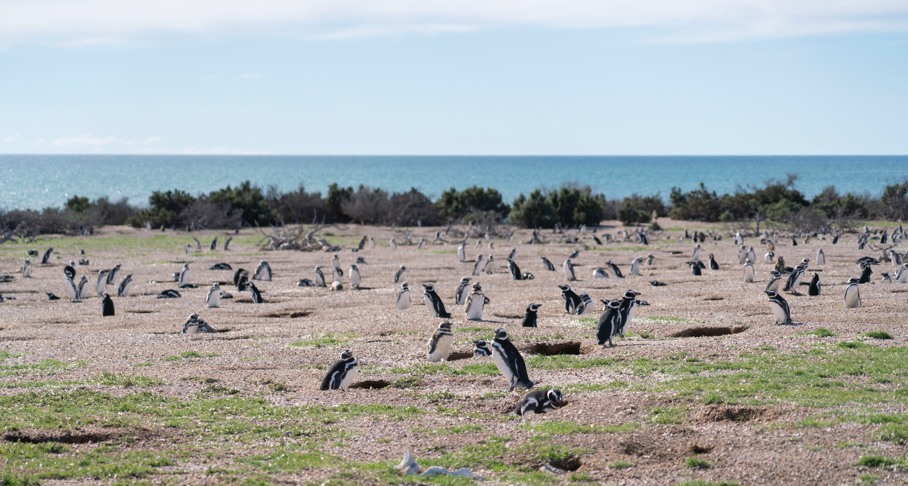 Protecting Penguins Worldwide: The Work of the Global Penguin Society