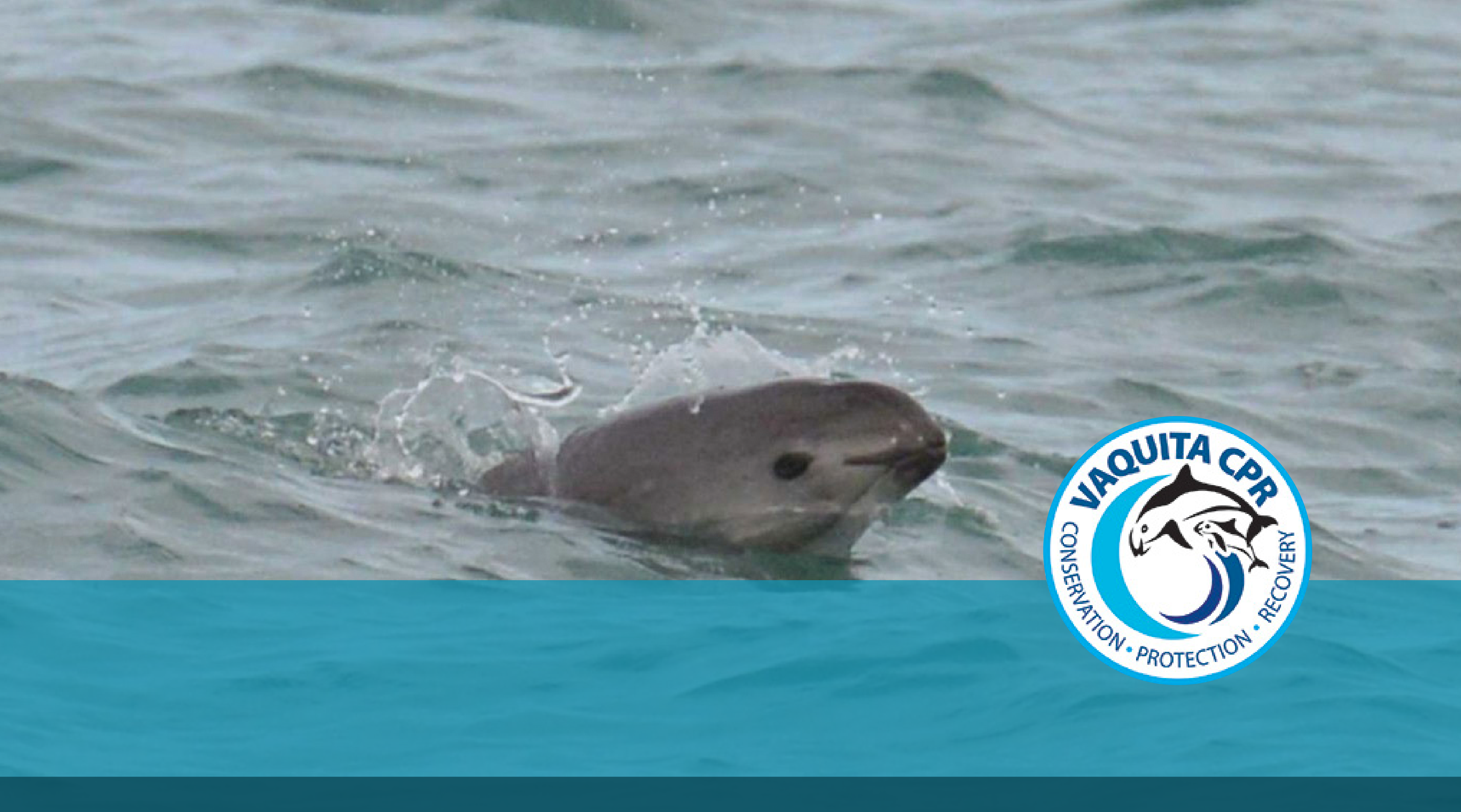 Spotlight on Conservation: VaquitaCPR