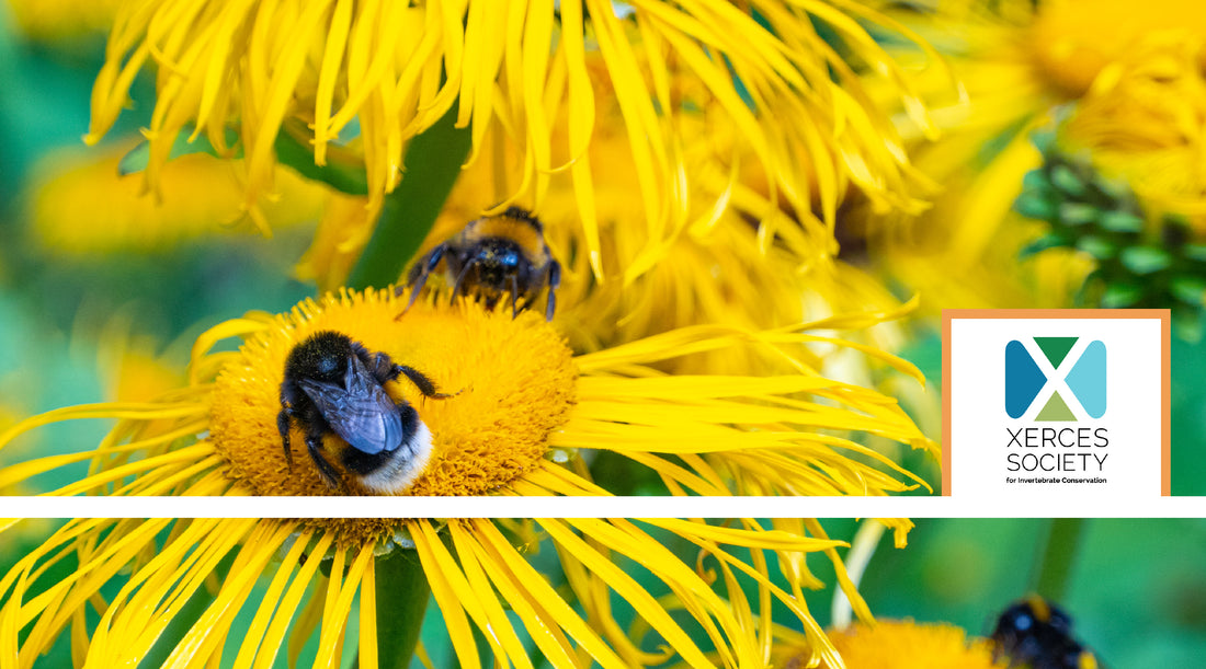 Small Wonders, Big Impact: Our Collaboration with the Xerces Society