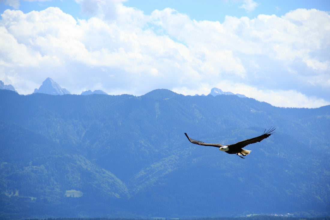 bald eagle soaring