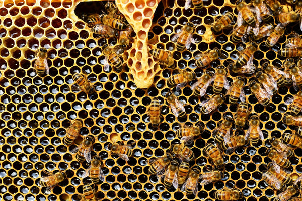 bee hive honey workers