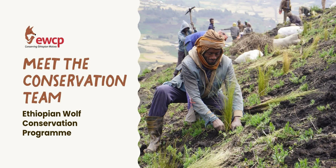 Meet the Ethiopian Wolf: A Rare Mountain Survivor