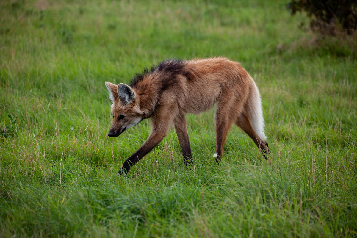 Maned Wolves, Are they Giant Foxes or Stinky Wolves? – edZOOcation