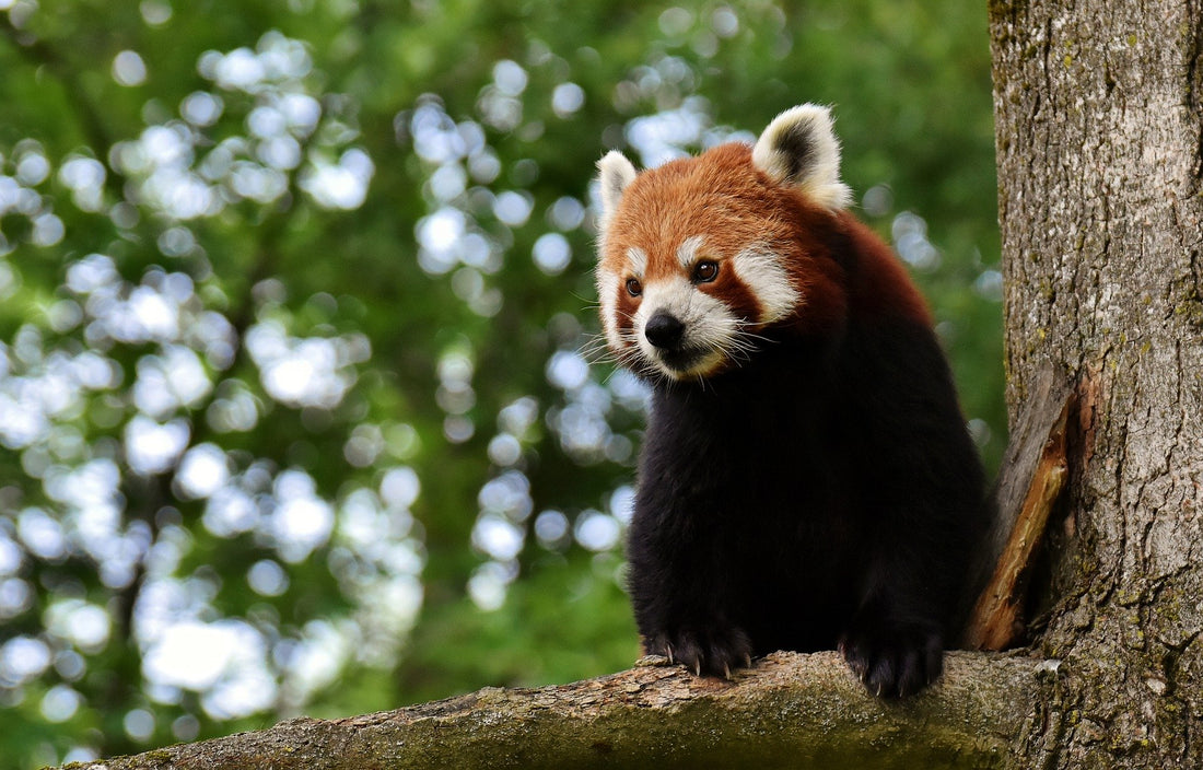 Red Panda in Tree