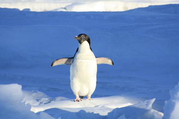 penguin blue arctic