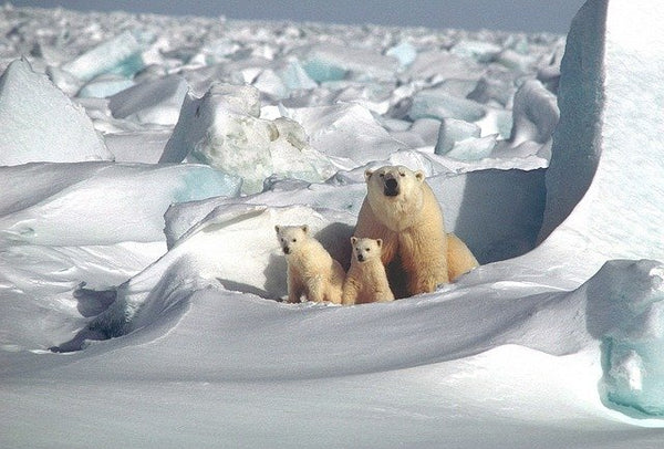 Polar Bears - In Danger of Disappearing Forever