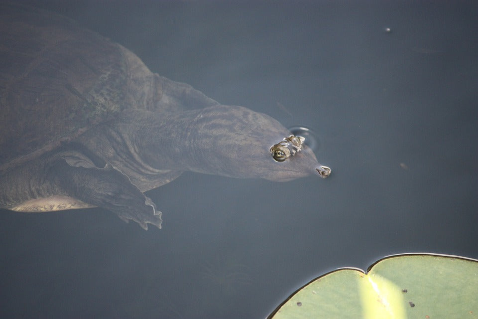 Softshell Turtle