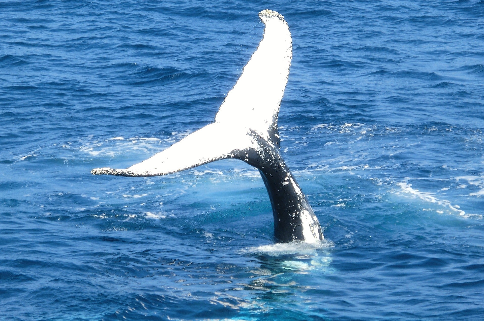 Whale Tail