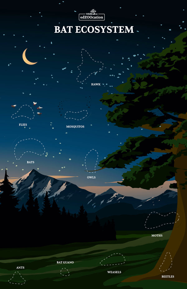 Ecosystem Poster w/ Stickers: Bat