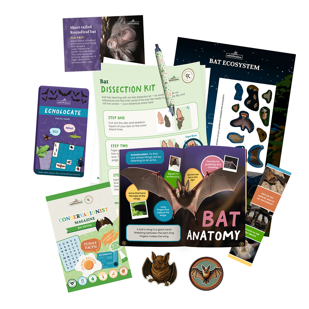 Educational materials about bats including a dissection kit, posters, and books on a white background.