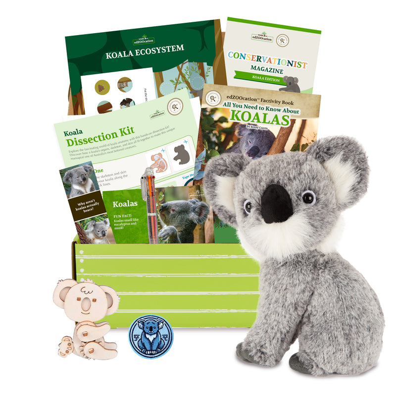 Koala Stuffed Animal edZOOcation Conservationist Box (Age 9-12)