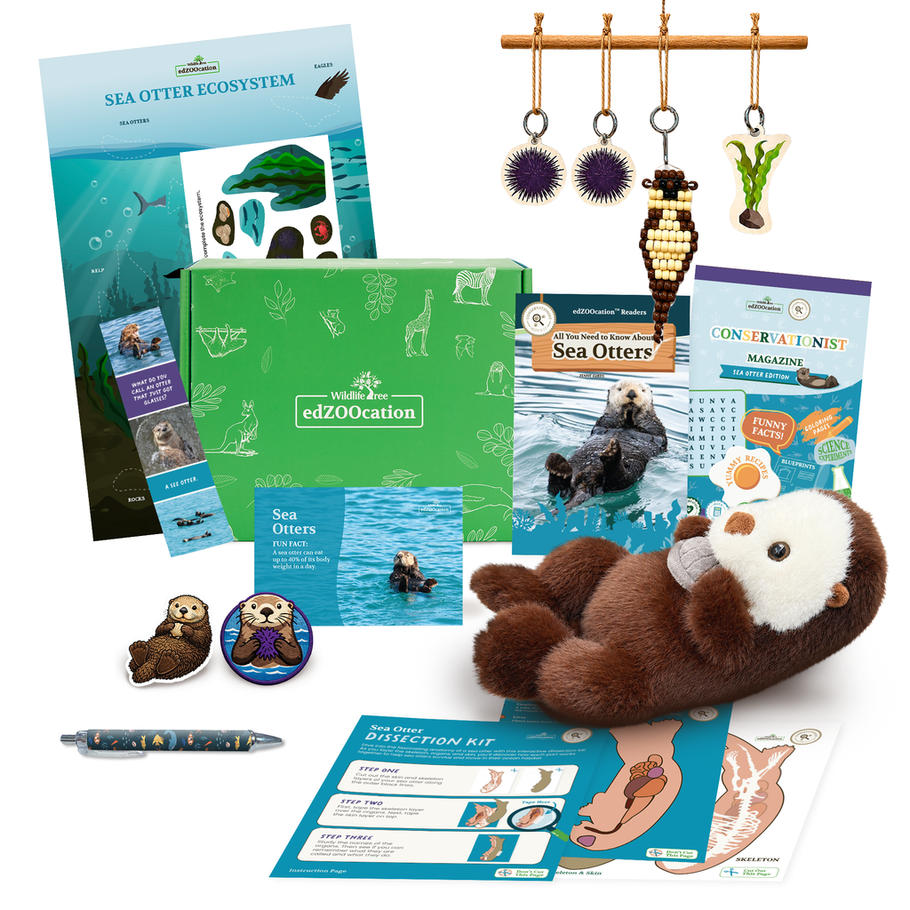 Educational kit about sea otters with books, plush toy, and other materials on a white background