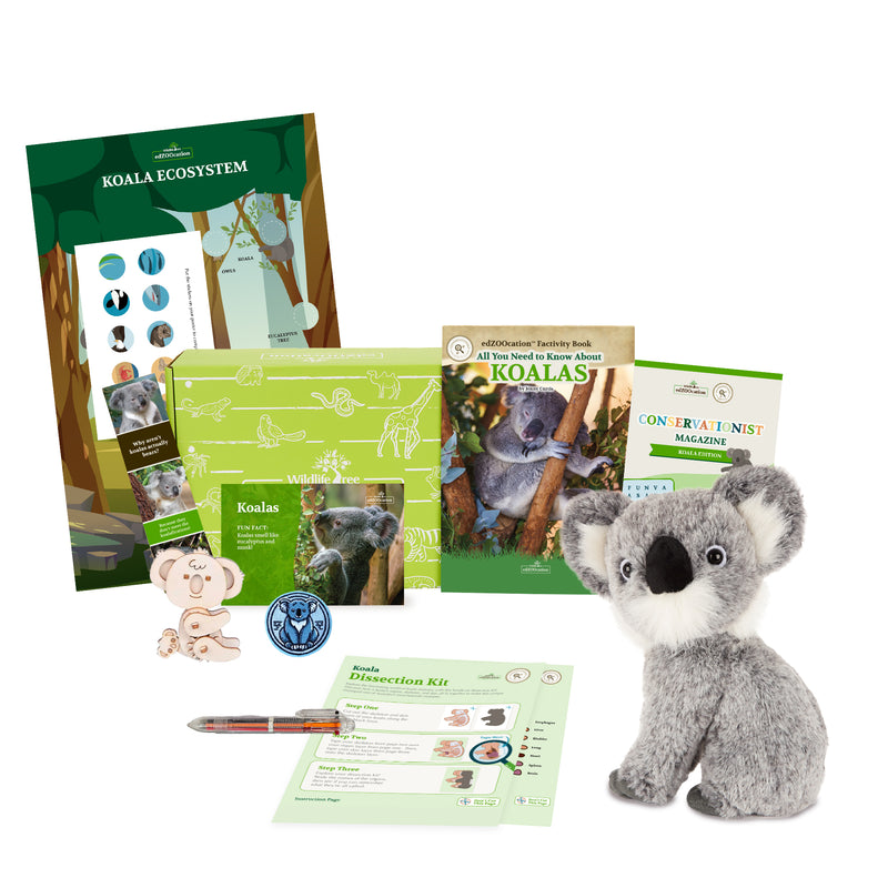 Koala Stuffed Animal edZOOcation Conservationist Box (Age 9-12)