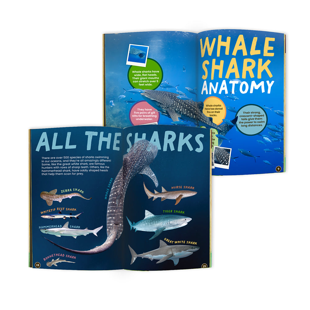 Whale Shark Conservationist Box (Age 9-12) – edZOOcation