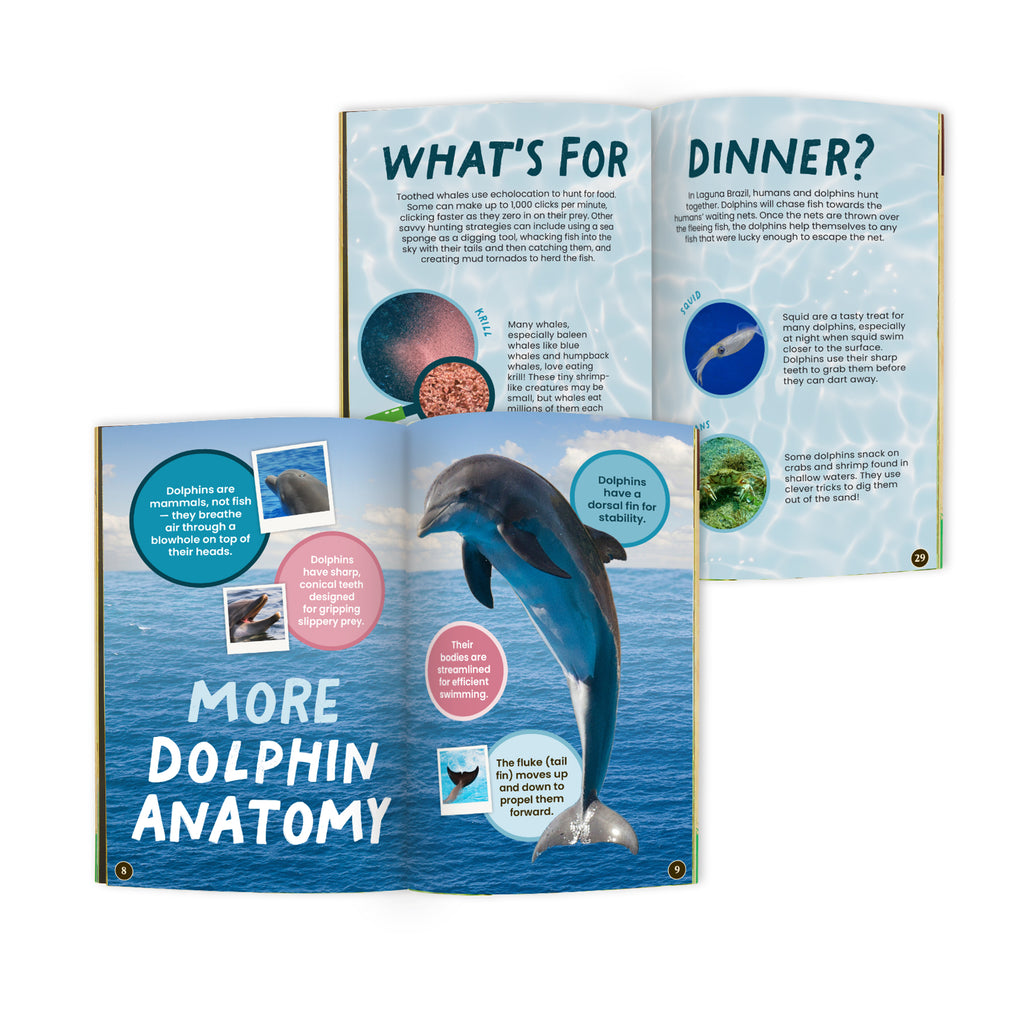 Dolphin Conservationist Box (Age 9-12)