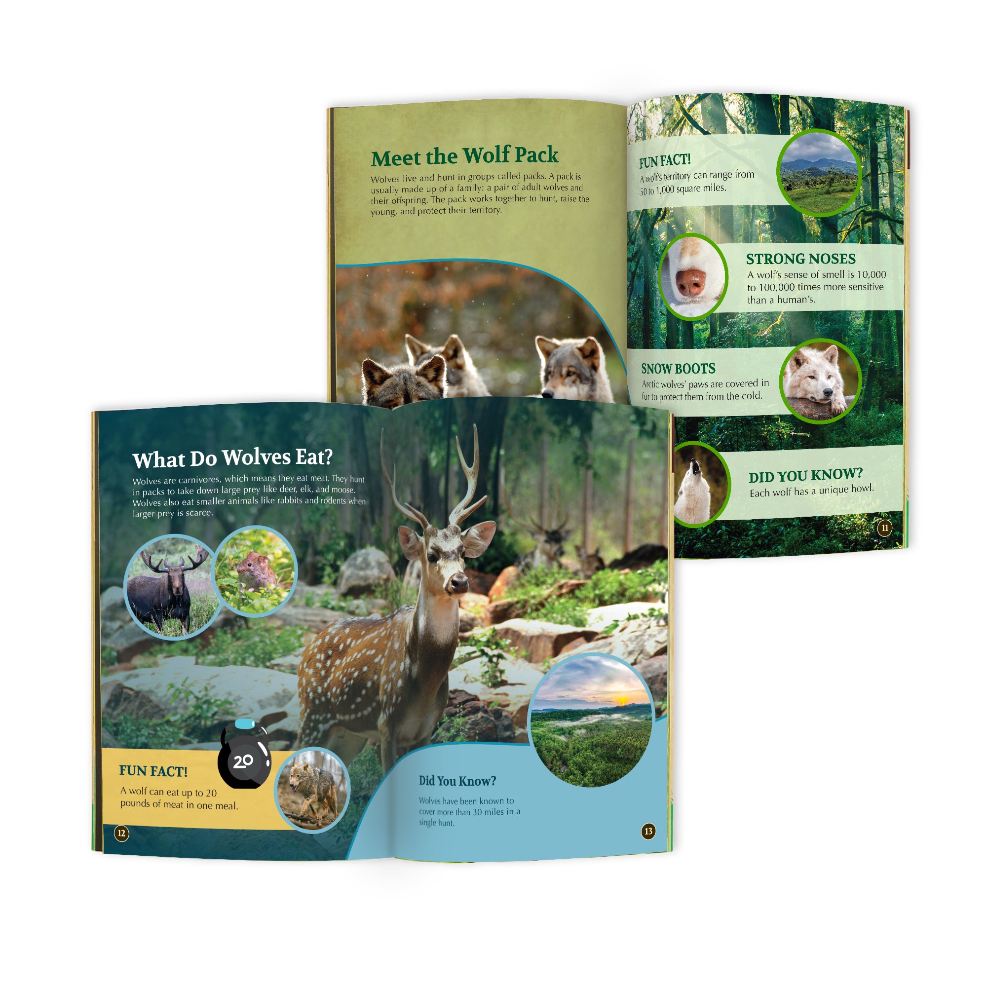 Wolf Conservationist Box (Age 9-12)