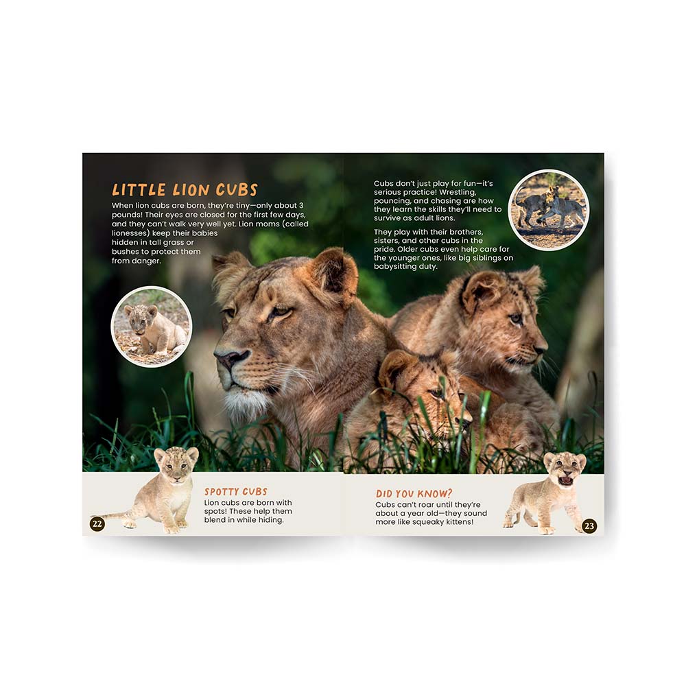 All You Need to Know About Lions edZOOcation Conservationist Book - Paperback