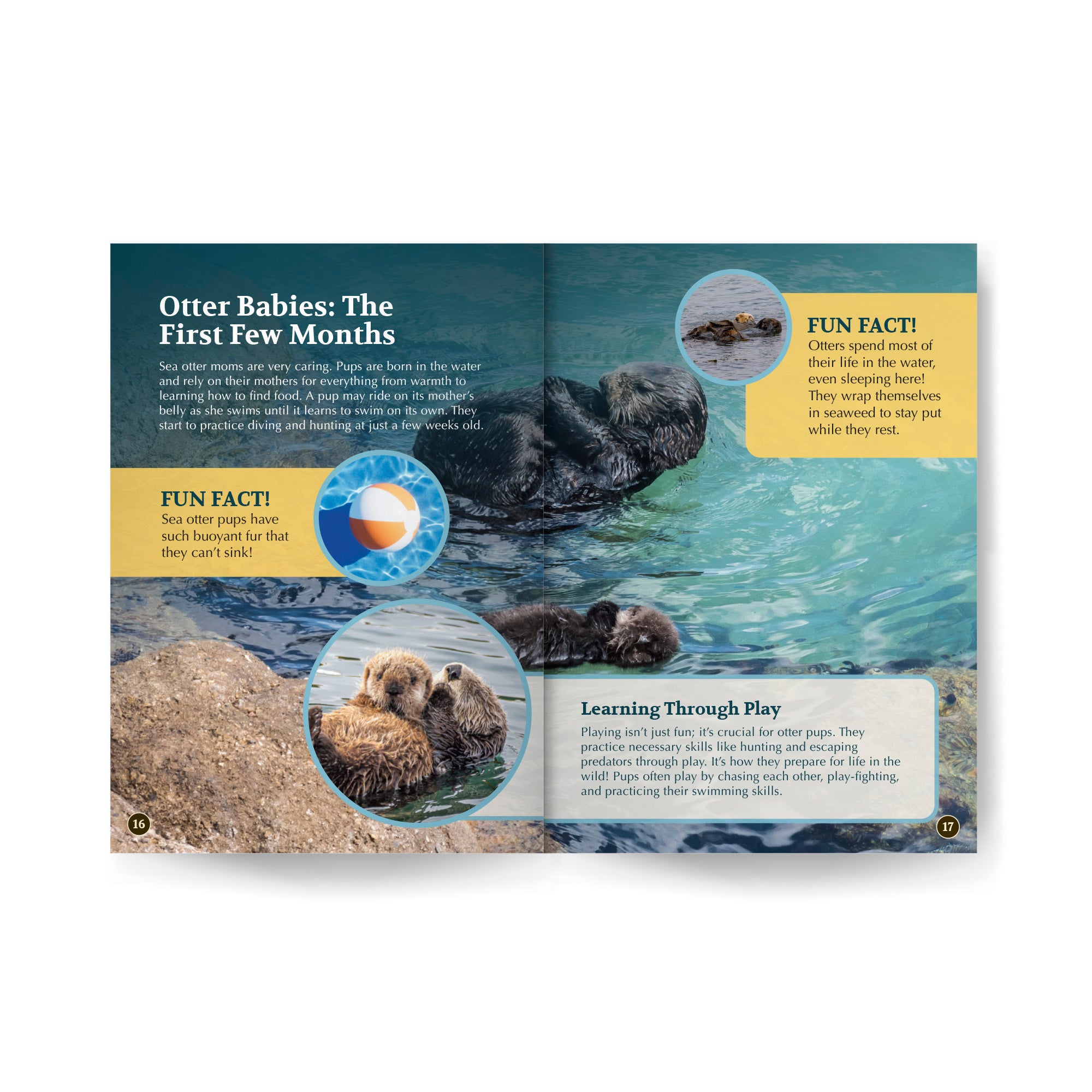 All You Need to Know About Sea Otters edZOOcation Conservationist Book - Paperback