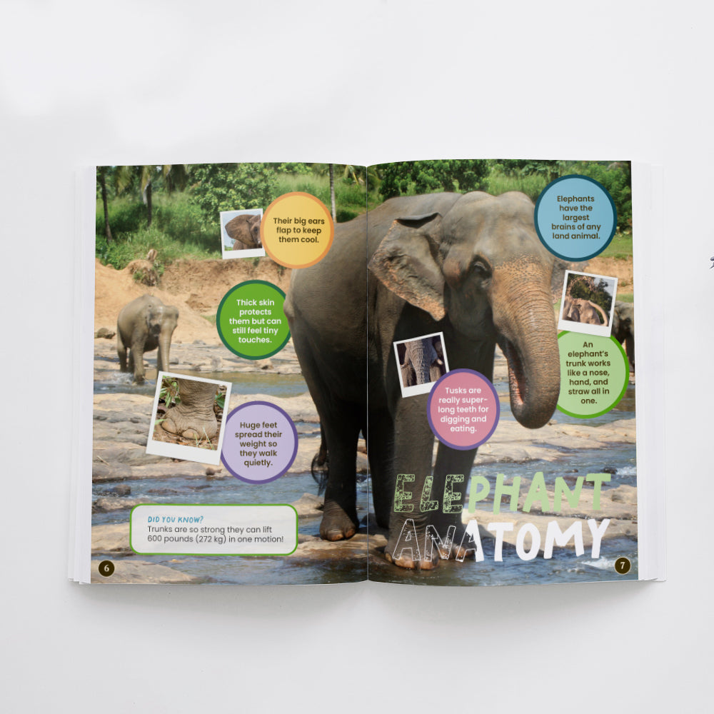 All You Need to Know About Elephants edZOOcation Conservationist Book - Paperback