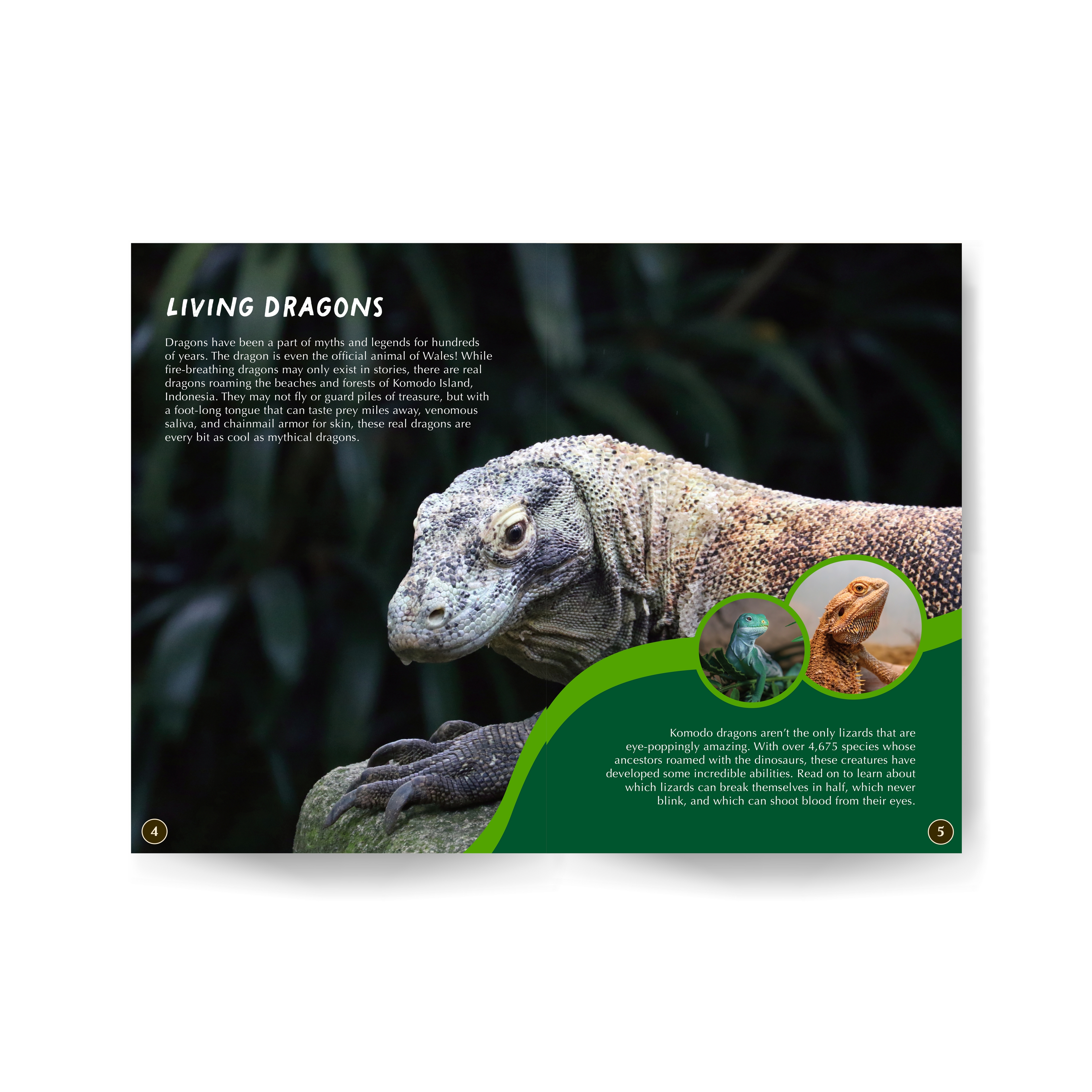 All You Need to Know About Komodos edZOOcation™ Factivity Book - Paperback