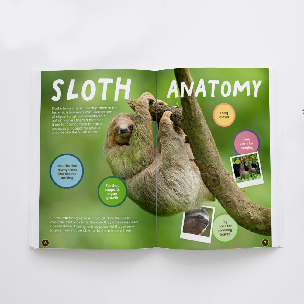 All You Need to Know About Sloths edZOOcation Conservationist Book - Paperback