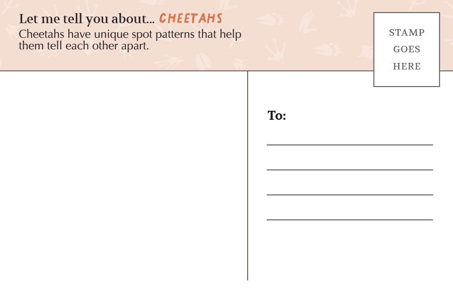Postcard: Cheetah