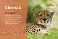Postcard: Cheetah