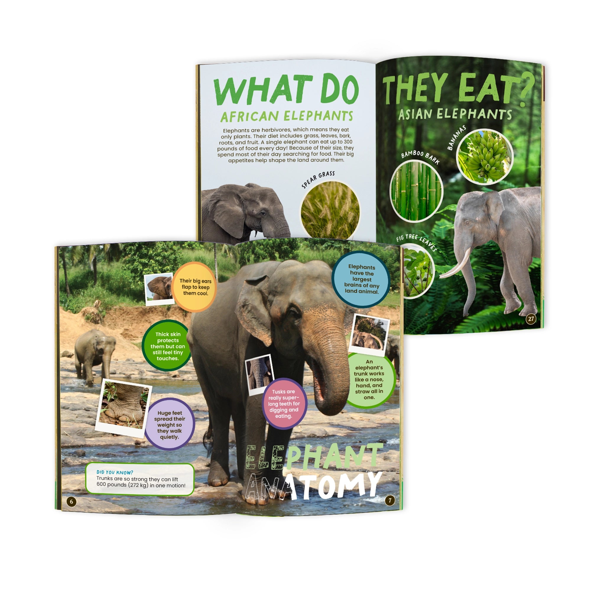 Educational book about elephants with images and text on a white background