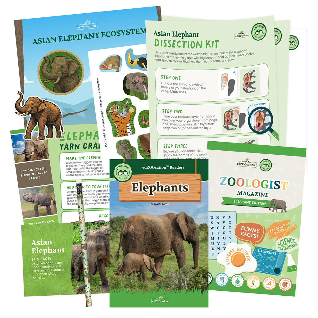 Educational materials about Asian elephants including a magazine, dissection kit, and yarn craft.