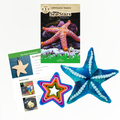Educational materials and star-shaped items including a book and ornaments on a white background