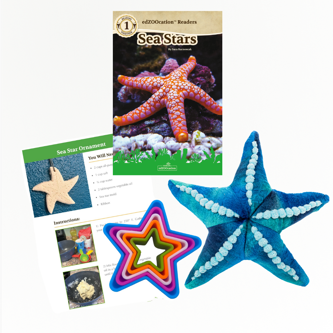 Educational materials and star-shaped items including a book and ornaments on a white background