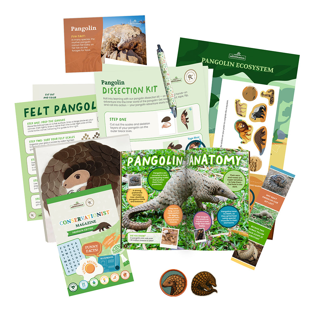 Pangolin Conservationist Box (Age 9-12)