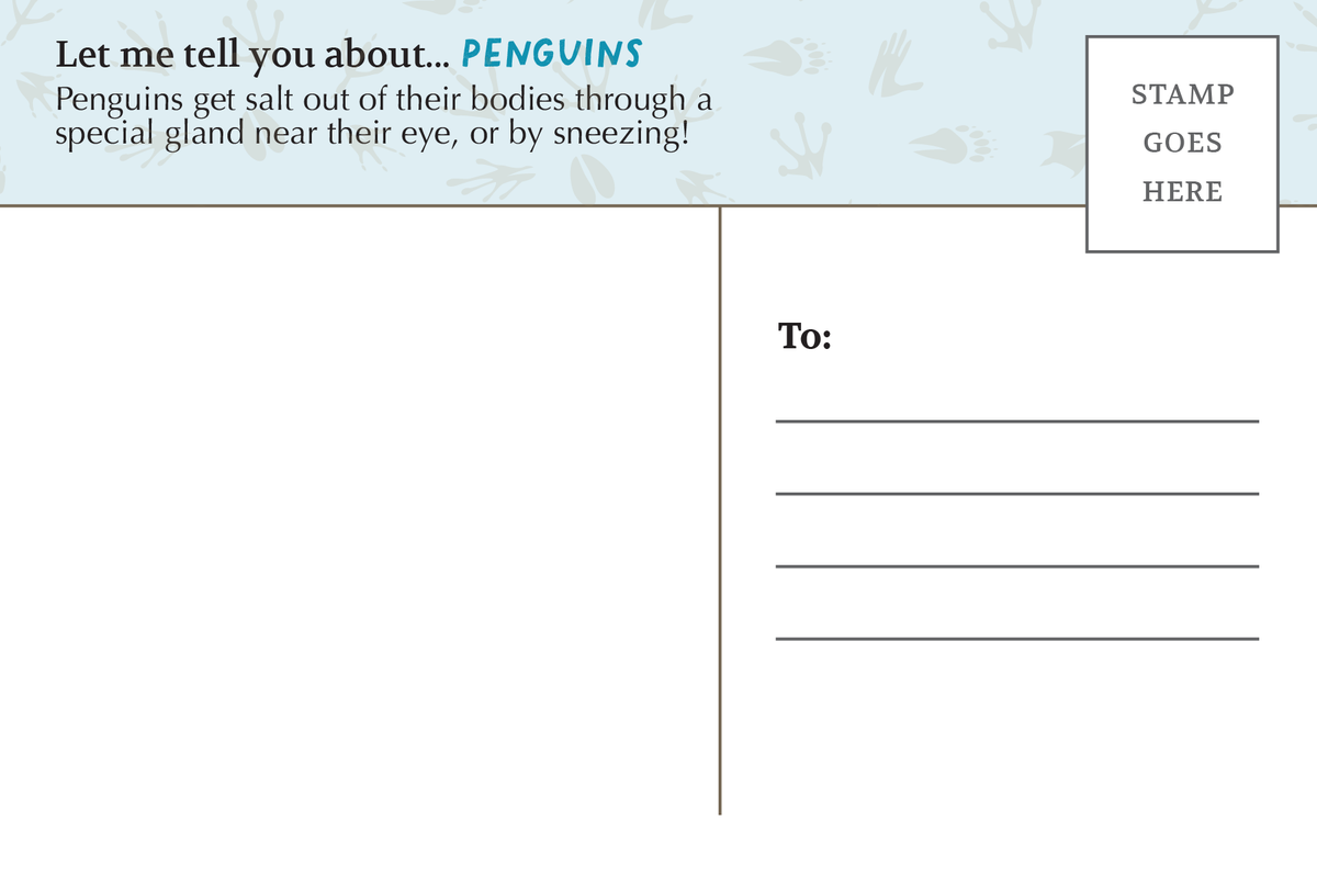 Postcard: Penguin