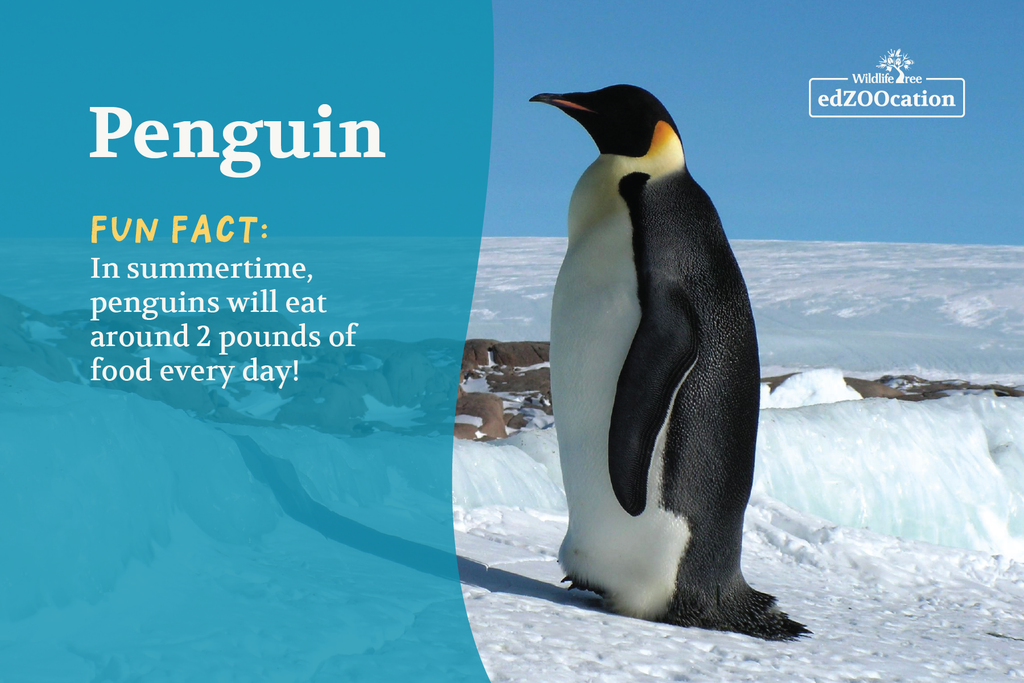 Postcard: Penguin