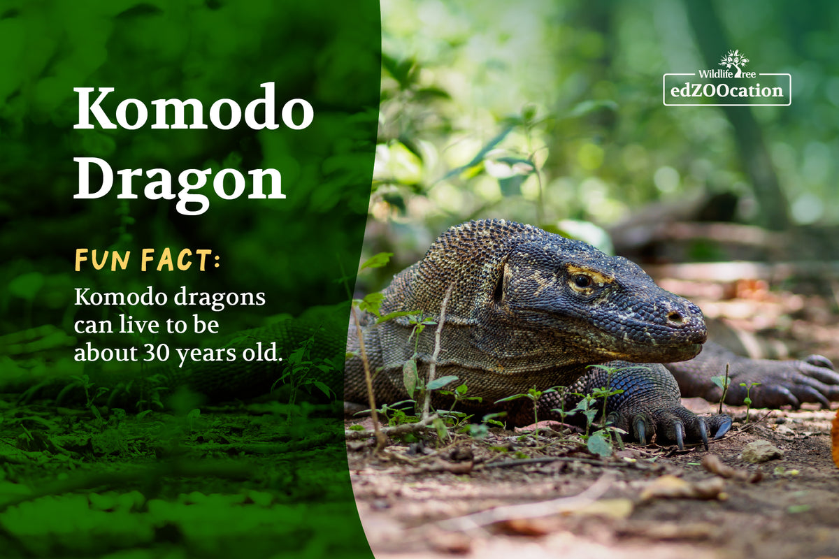 Postcard: Komodo Dragon
