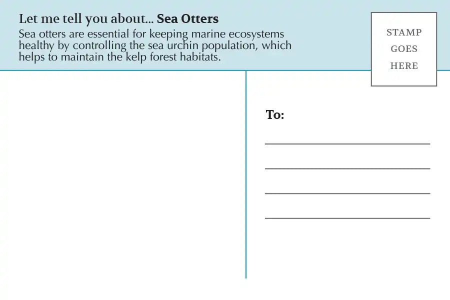 Postcard: Sea Otter