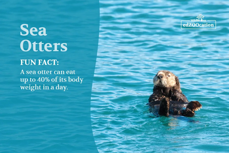 Postcard: Sea Otter